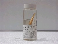 藏品(斑馬鰕虎)的圖片